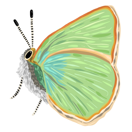 Green Hairstreak Illustration