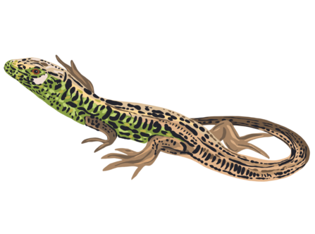 Sand Lizard Illustration