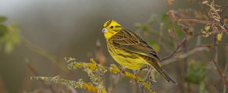 Yellowhammer