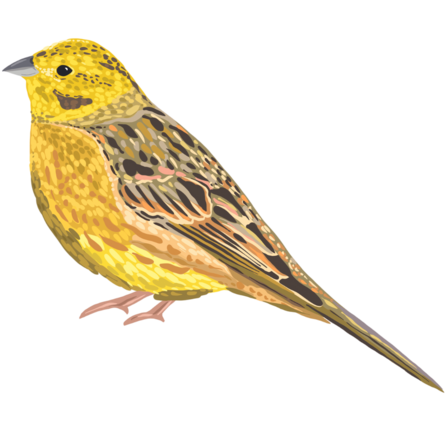 Yellowhammer Illustration