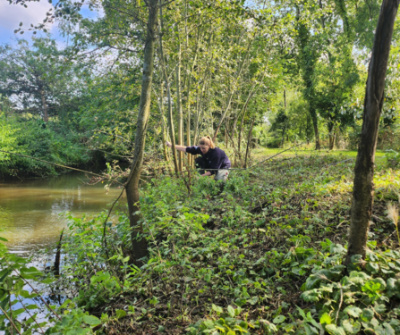 Coppicing small Aspen, Alders and Ash