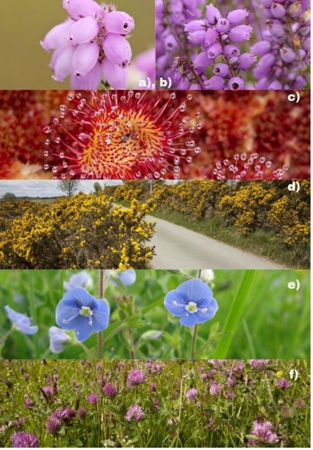 Dominant plant species in Chobham Common