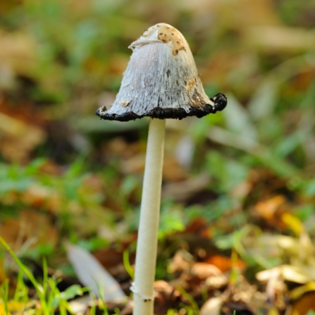 Shaggy Inkcap