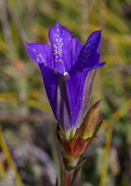 Marsh Gentian