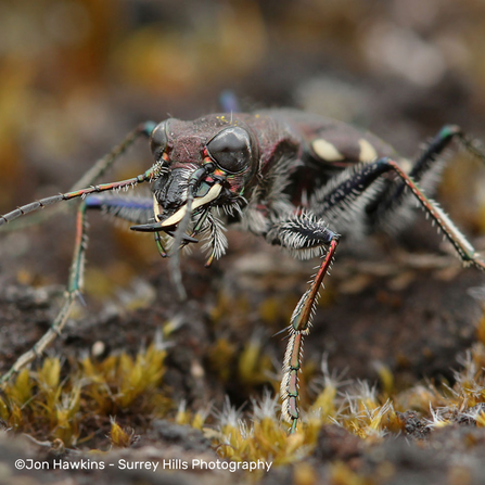 Heath Tiger Beetle