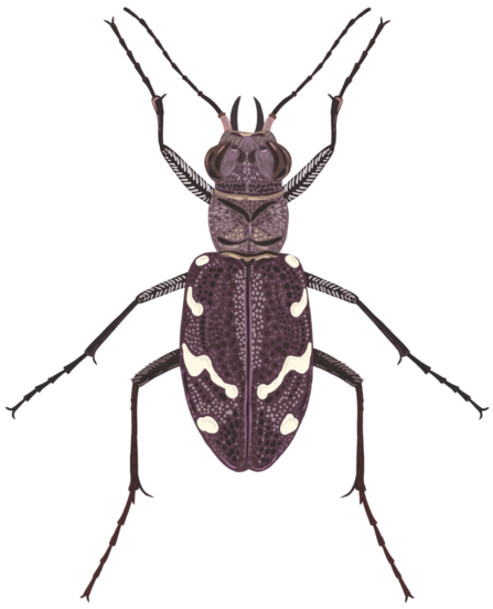 Heath Tiger Beetle