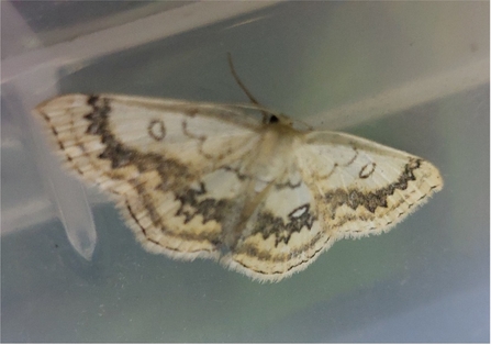 Cyclophora annularia