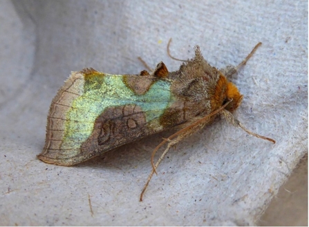 Burnished Brass moth