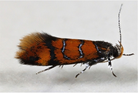 Kent Tubic moth