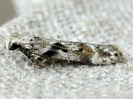 Short-barred Groundling moth