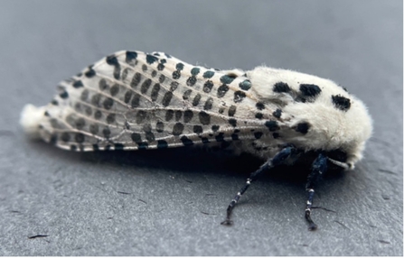 Leopard Moth