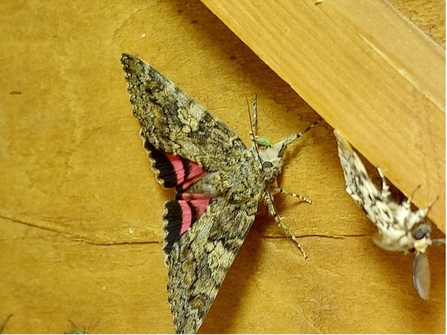 Dark Crimson Underwing moth