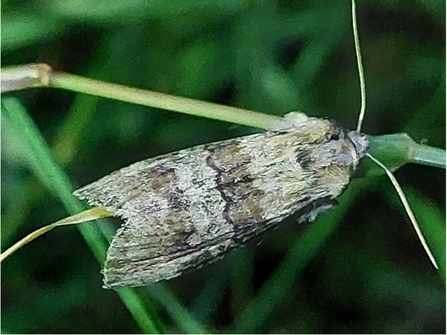 Oak Lutestring moth