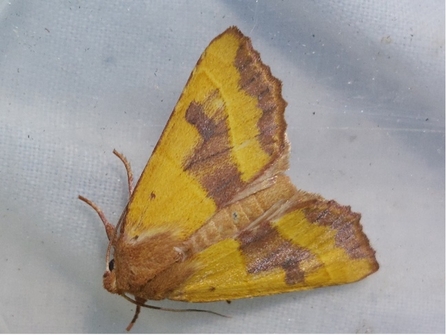 Centre-barred Sallow moth