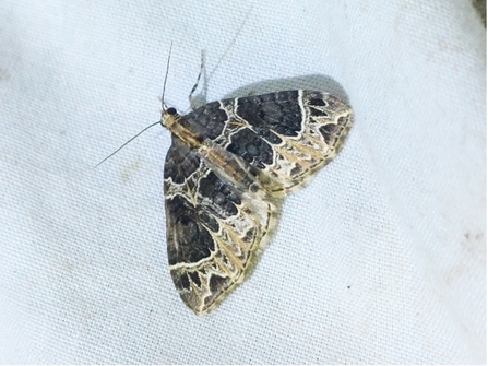 Small Phoenix moth