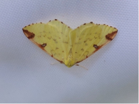 Brimstone moth