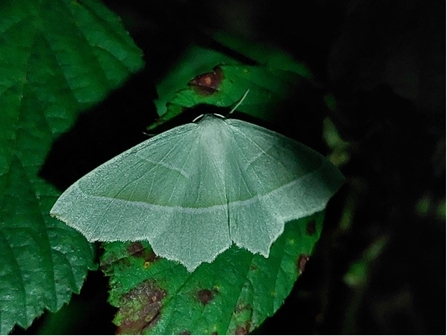 Light Emerald moth