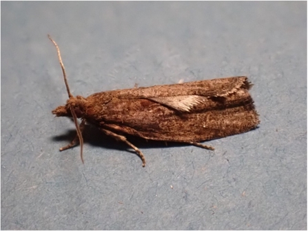 Brown Alder Bell moth