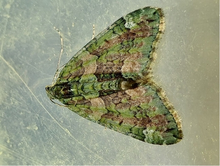 Red-Green Carpet moth