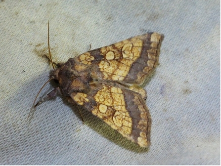 rosted Orange moth