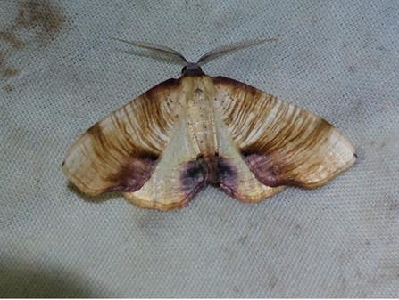 Scorched Wing moth