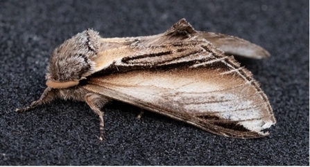 Swallow Prominent moth