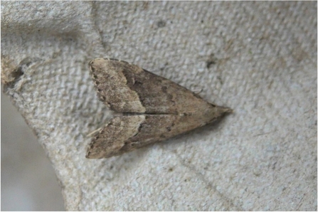 White-line Snout moth