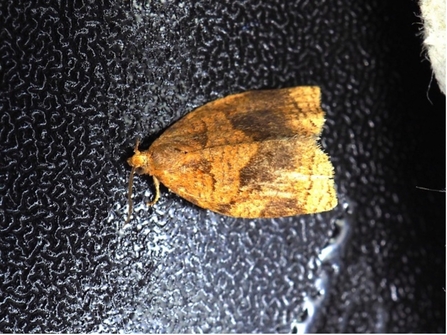 Rose Tortrix moth