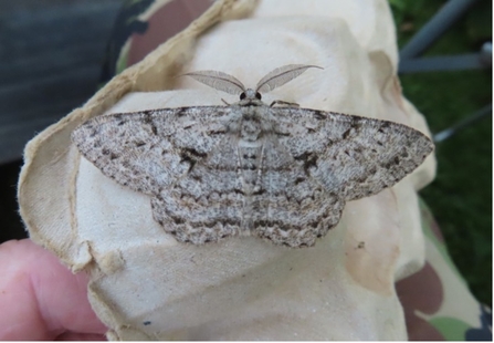 Great Oak Beauty moth