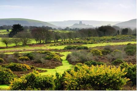 Purbeck Heaths ‘Super’ NNR