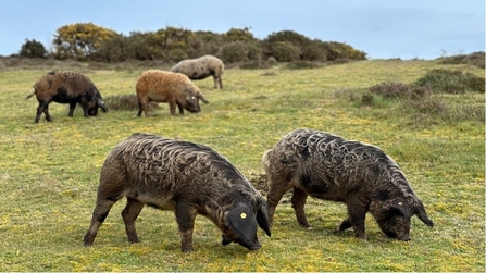 Pigs on the Purbeck Heaths ‘Super’ NNR