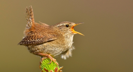 Wren