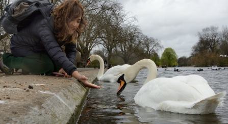 Feeding swan