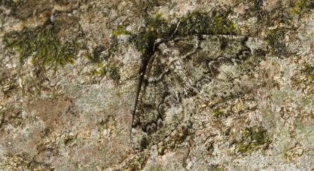 Brussels Lace Moth