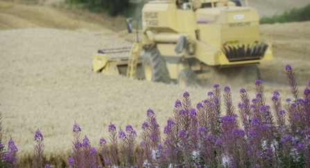 Combine harvester