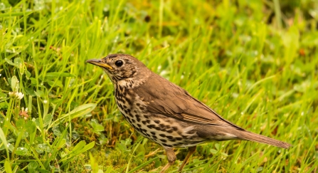 Thrush