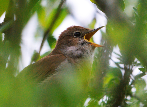 Nightingale singing in tree