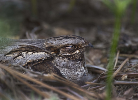 Nightjar