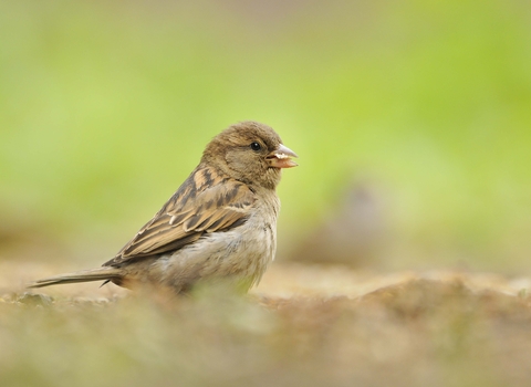 House sparrow