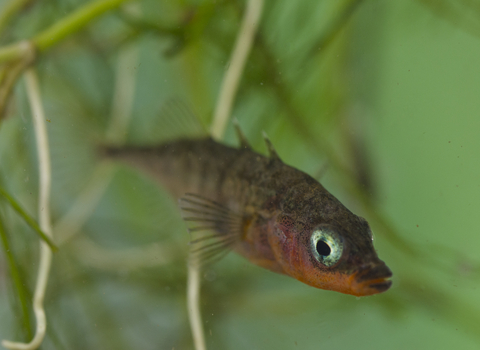 Three-spined Stickleback