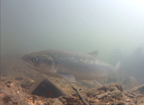 Atlantic Salmon