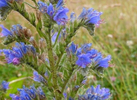 Viper's-bugloss