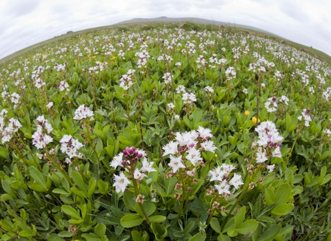 Bogbean