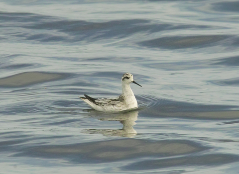 Red-necked Phalarope