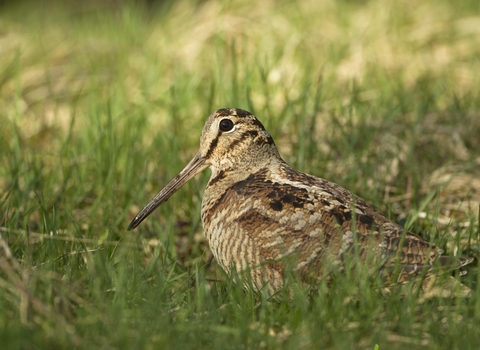 Woodcock