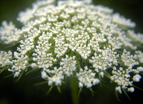 Wild Carrot