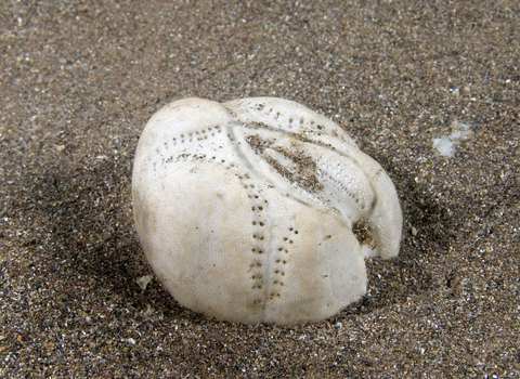 Sea potato shell