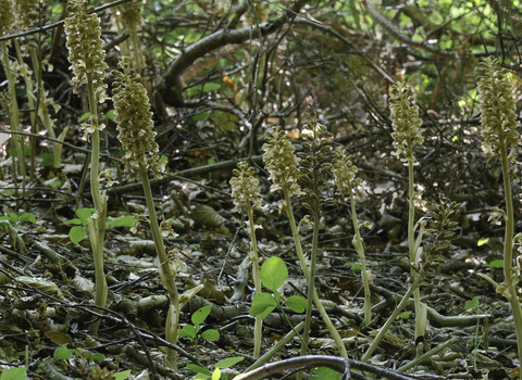 Bird's-nest orchids