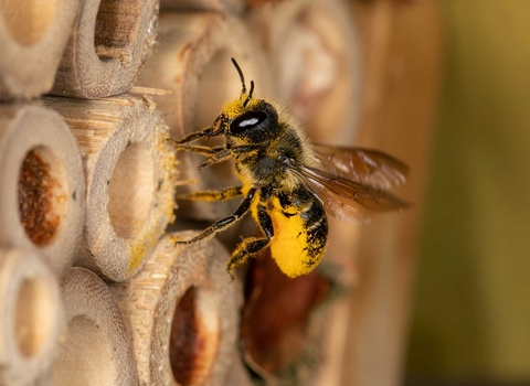 Leaf cutter bee