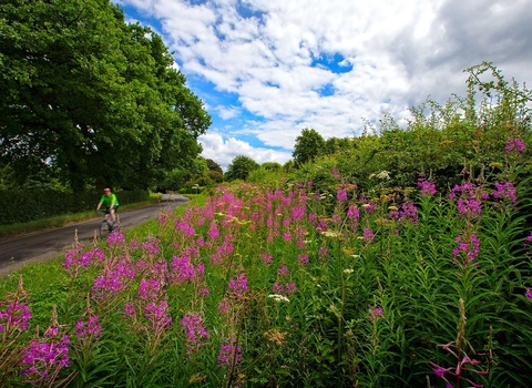 Hedgerows